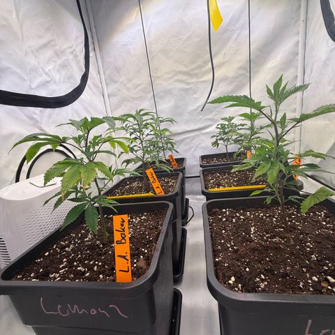 Wedding Cake growlog timeline photo