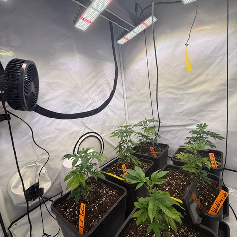 Wedding Cake growlog timeline photo