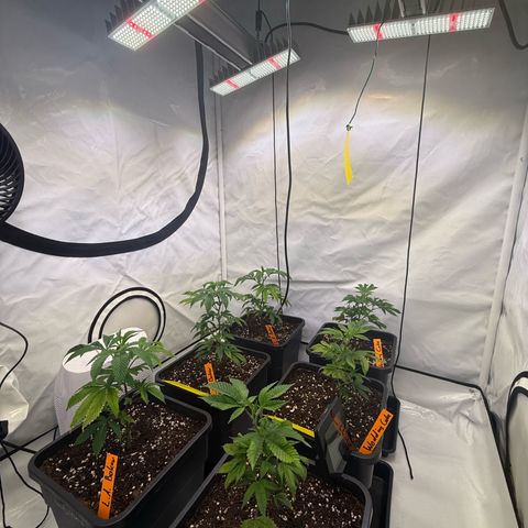 Wedding Cake growlog timeline photo