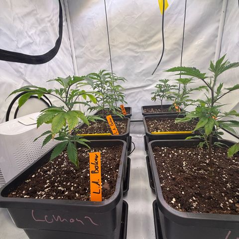 Wedding Cake growlog timeline photo