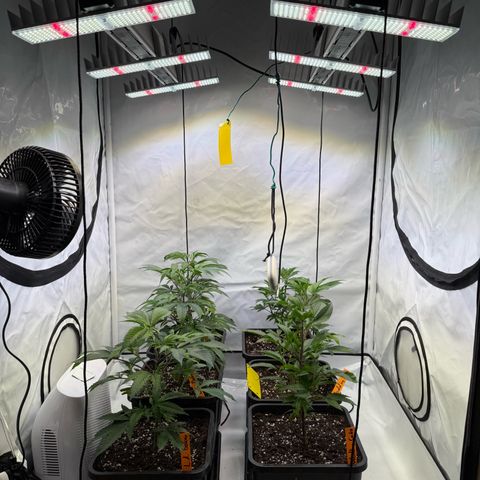 Wedding Cake growlog timeline photo