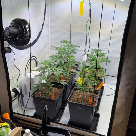 Wedding Cake growlog timeline photo