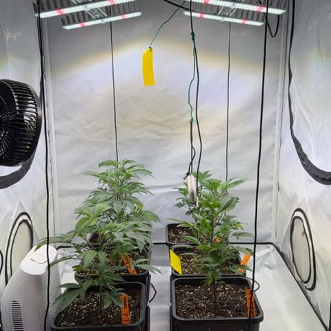 Wedding Cake growlog timeline photo