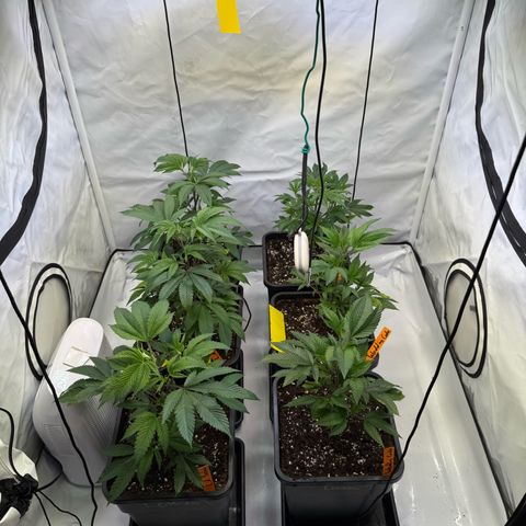 Wedding Cake growlog timeline photo