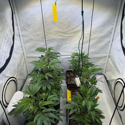 Wedding Cake growlog timeline photo