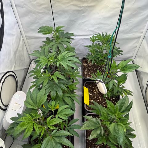 Wedding Cake growlog timeline photo