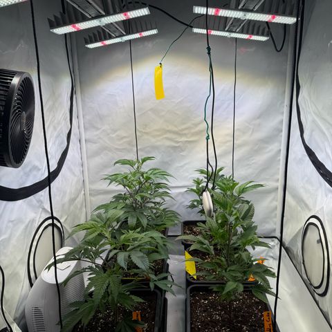 Wedding Cake growlog timeline photo