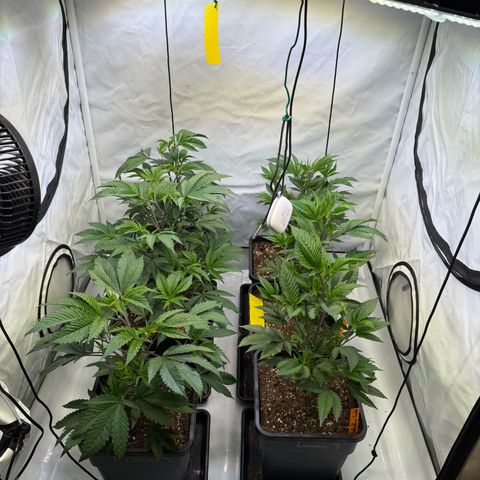 Wedding Cake growlog timeline photo