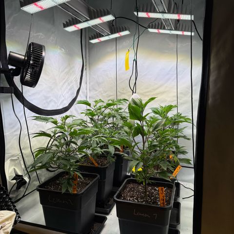Wedding Cake growlog timeline photo
