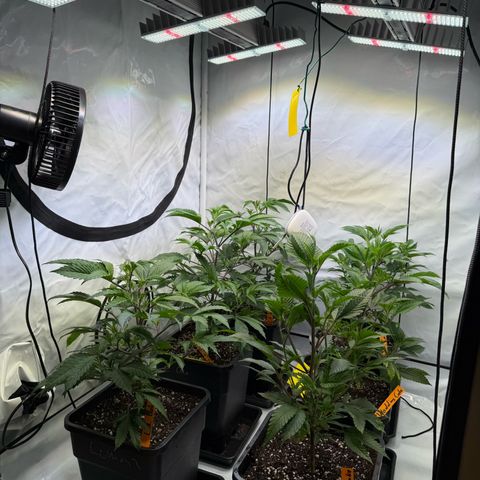 Wedding Cake growlog timeline photo