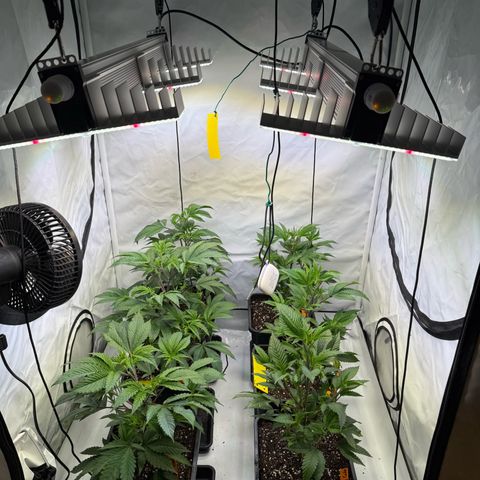 Wedding Cake growlog timeline photo