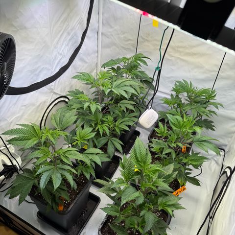 Wedding Cake growlog timeline photo