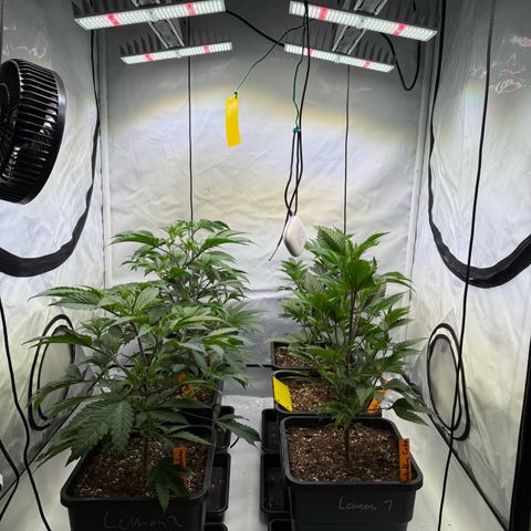 Wedding Cake growlog timeline photo