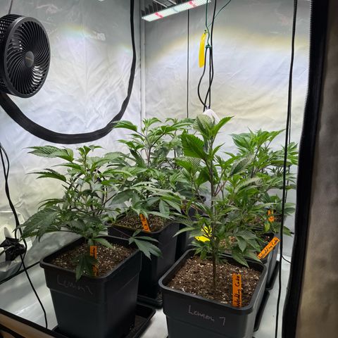 Wedding Cake growlog timeline photo