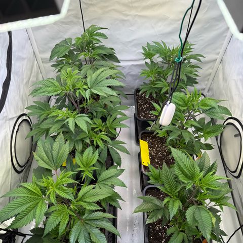 Wedding Cake growlog timeline photo