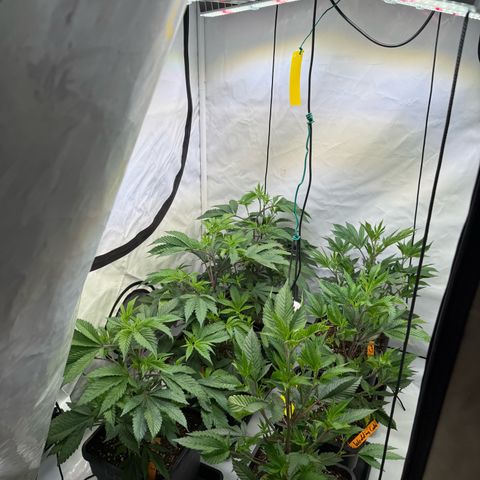 Wedding Cake growlog timeline photo