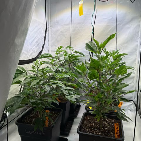 Wedding Cake growlog timeline photo