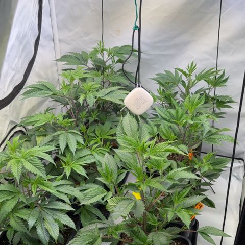 Wedding Cake growlog timeline photo