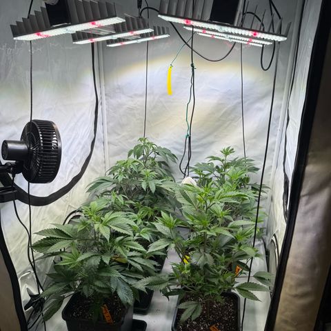 Wedding Cake growlog timeline photo