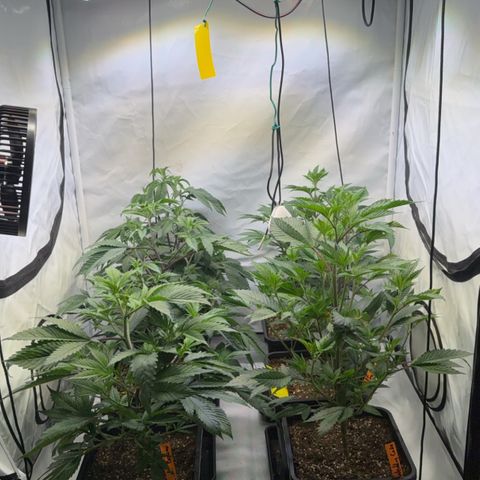 Wedding Cake growlog timeline photo