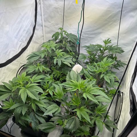 Wedding Cake growlog timeline photo