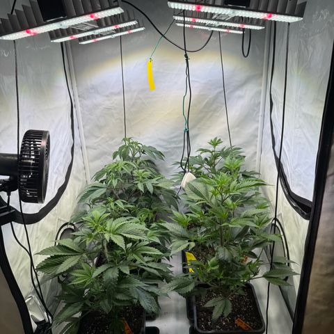 Wedding Cake growlog timeline photo