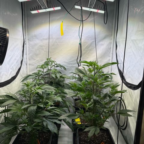 Wedding Cake growlog timeline photo
