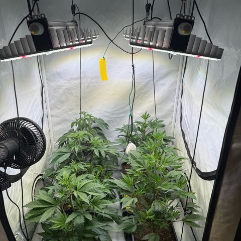 Wedding Cake growlog timeline photo