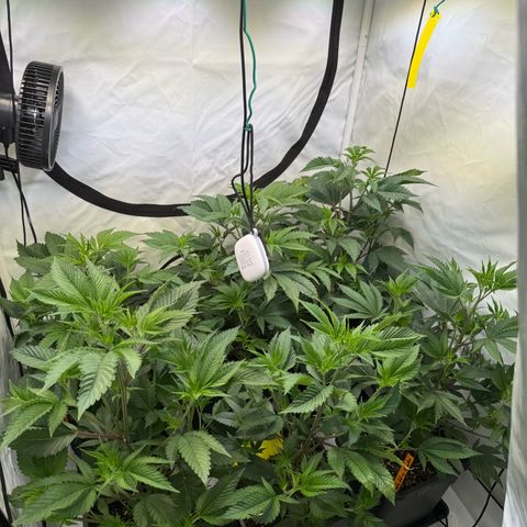 Wedding Cake growlog timeline photo
