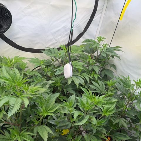 Wedding Cake growlog timeline photo