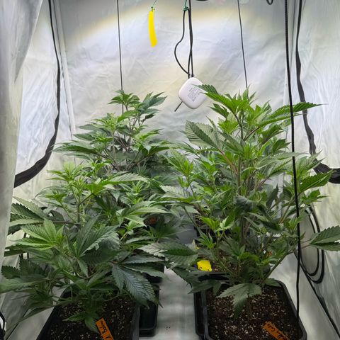 Wedding Cake growlog timeline photo