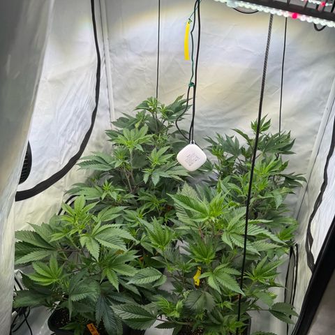 Wedding Cake growlog timeline photo
