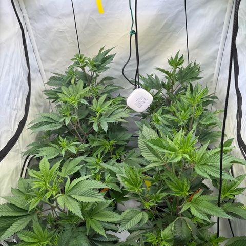 Wedding Cake growlog timeline photo