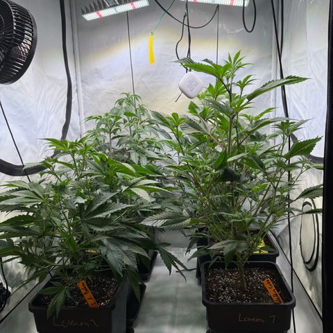 Wedding Cake growlog timeline photo