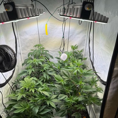 Wedding Cake growlog timeline photo