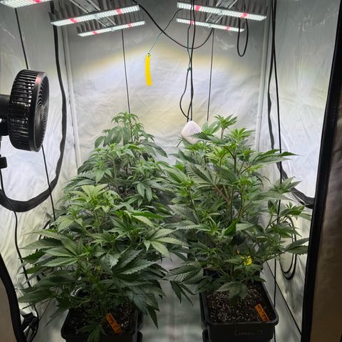 Wedding Cake growlog timeline photo