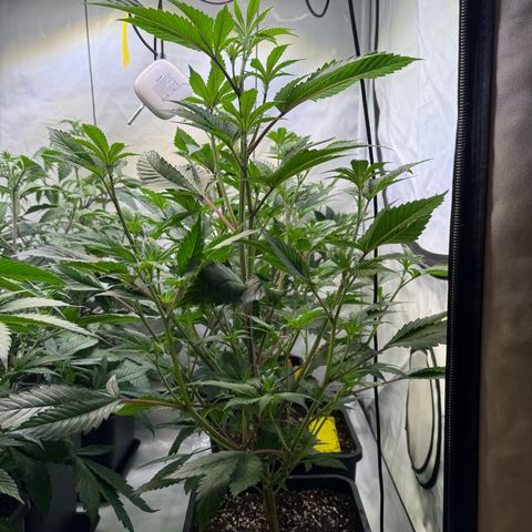 Wedding Cake growlog timeline photo