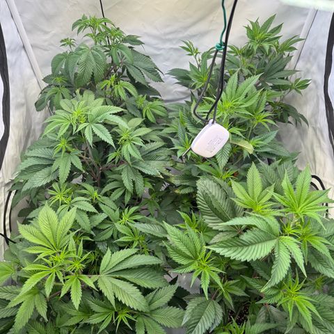 Wedding Cake growlog timeline photo