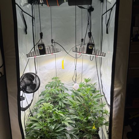 Wedding Cake growlog timeline photo