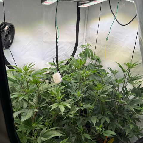 Wedding Cake growlog timeline photo