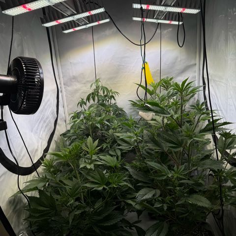 Wedding Cake growlog timeline photo