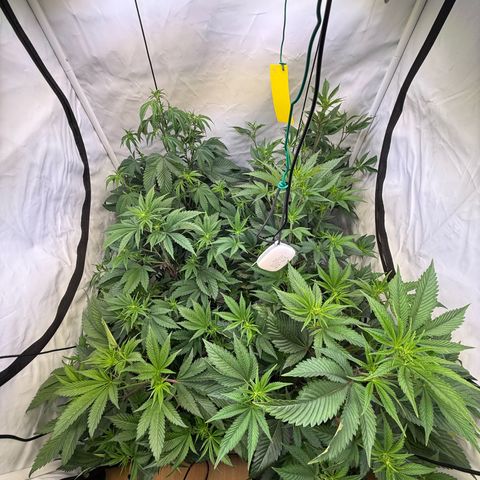 Wedding Cake growlog timeline photo