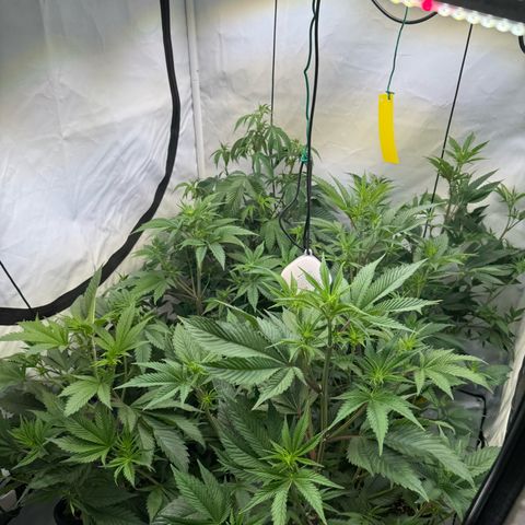 Wedding Cake growlog timeline photo