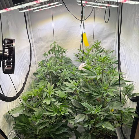 Wedding Cake growlog timeline photo