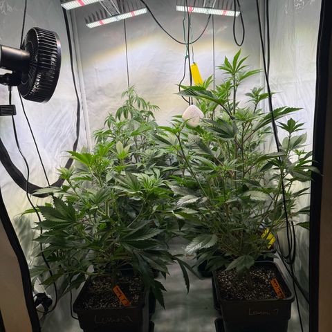Wedding Cake growlog timeline photo