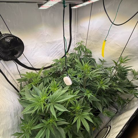 Wedding Cake growlog timeline photo