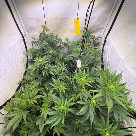 Wedding Cake growlog timeline photo