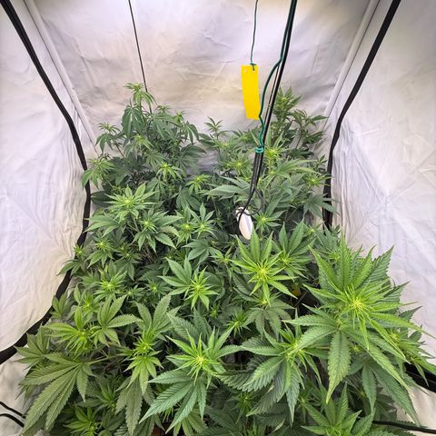 Wedding Cake growlog timeline photo