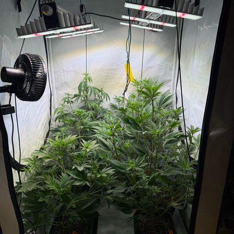 Wedding Cake growlog timeline photo