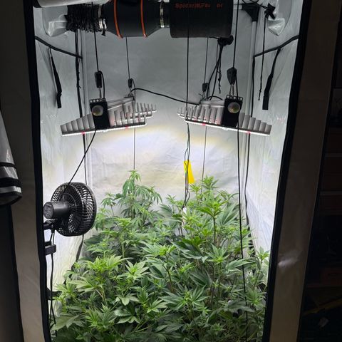 Wedding Cake growlog timeline photo